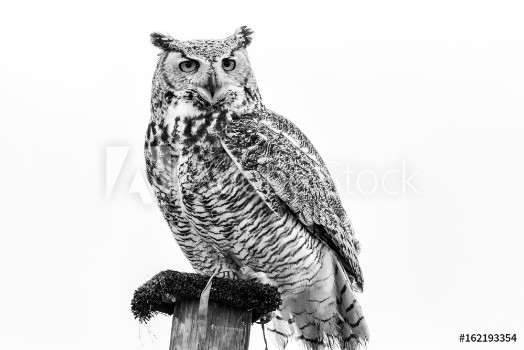Picture of Snow Owl on Post